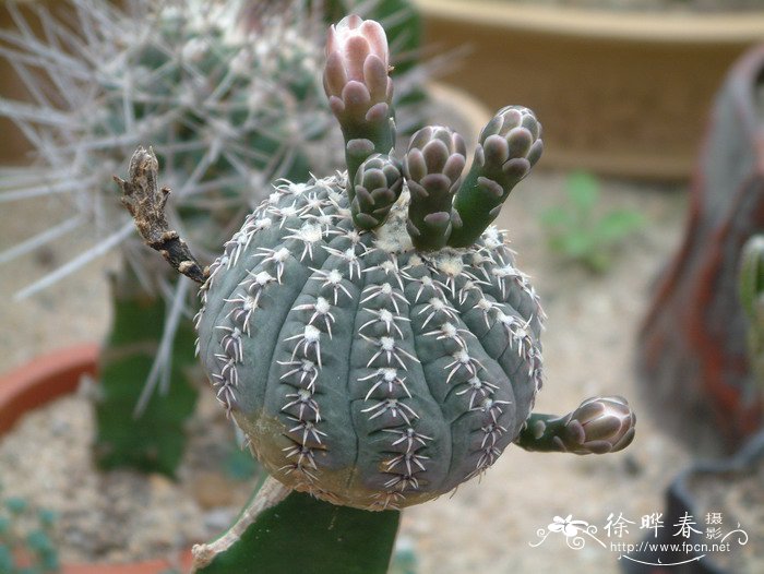 凤头Gymnocalycium bodenbenderianum