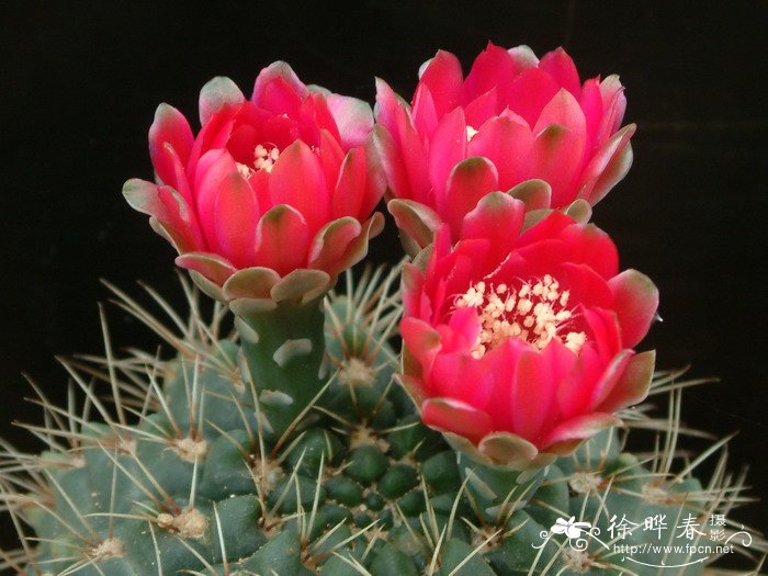 绯花玉Gymnocalycium baldianum