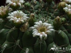 新天地Gymnocalycium saglionis