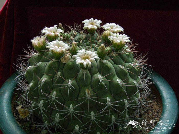 新天地Gymnocalycium saglionis