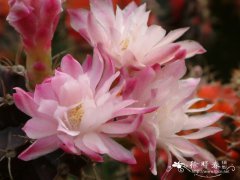 牡丹玉Gymnocalycium mihanovichii