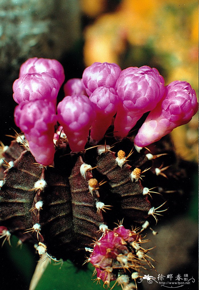 牡丹玉Gymnocalycium mihanovichii