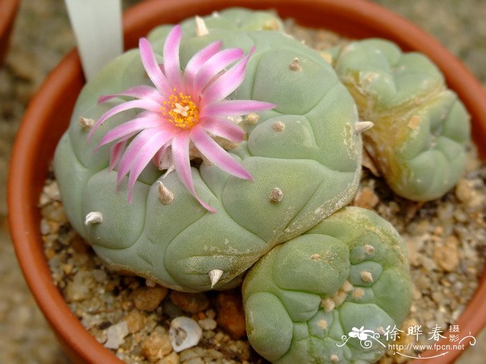 乌羽玉Lophophora williamsii