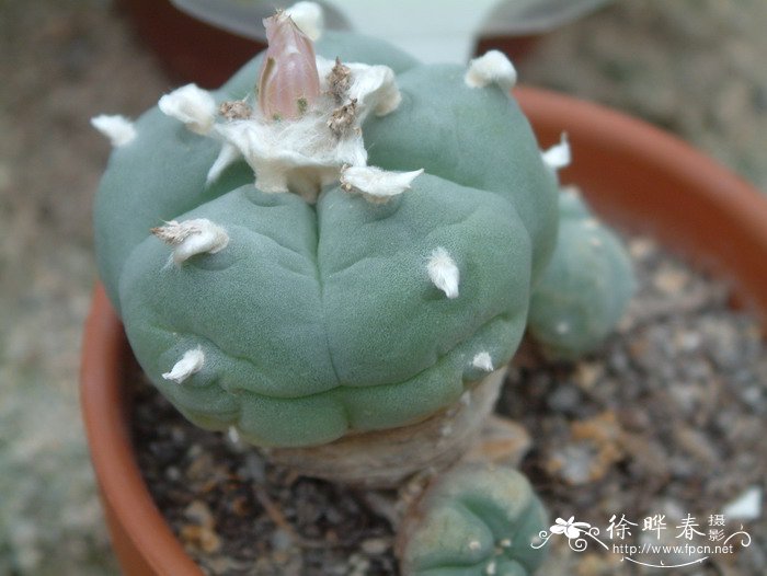 乌羽玉Lophophora williamsii