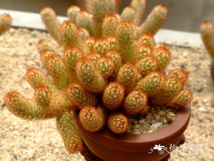 金手指Mammillaria elongata var. intertexta