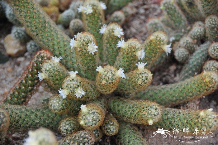 金手指Mammillaria elongata var. intertexta