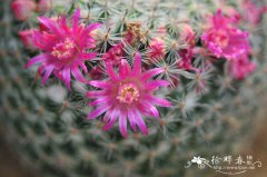 玉翁Mammillaria hahniana