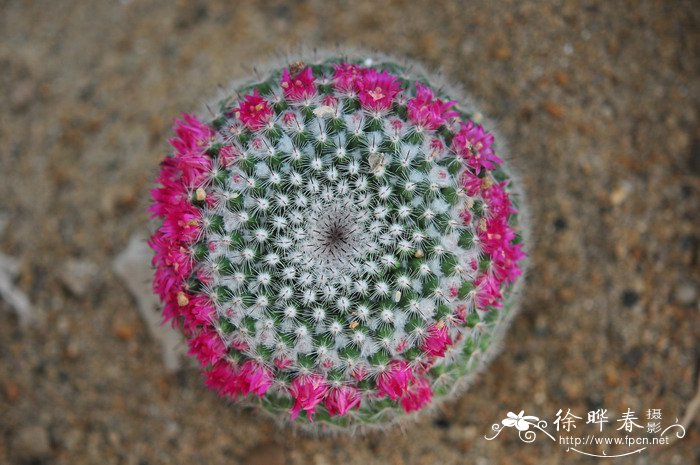 玉翁Mammillaria hahniana