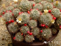 松霞Mammillaria prolifera
