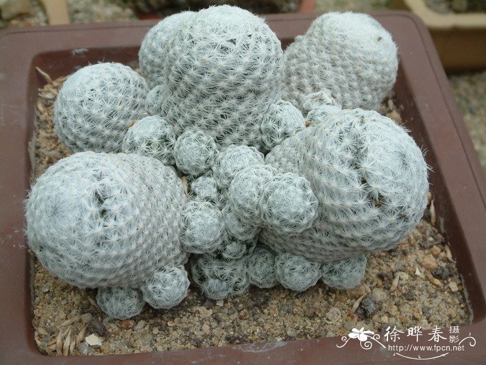 春星Mammillaria humboldtii