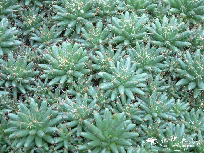 海王星Mammillaria longimamma var.uberiformis