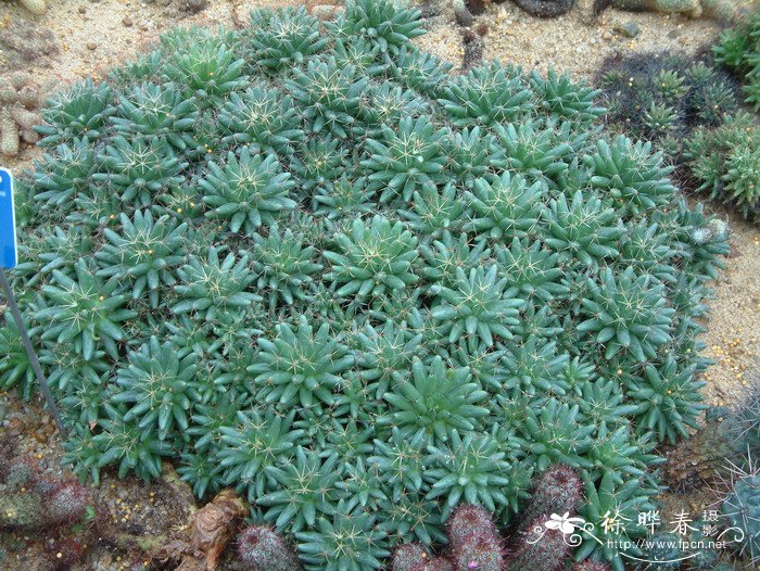 海王星Mammillaria longimamma var.uberiformis