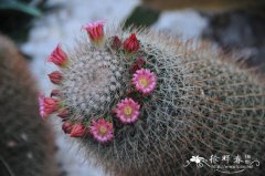 猩猩球Mammillaria spinosissima