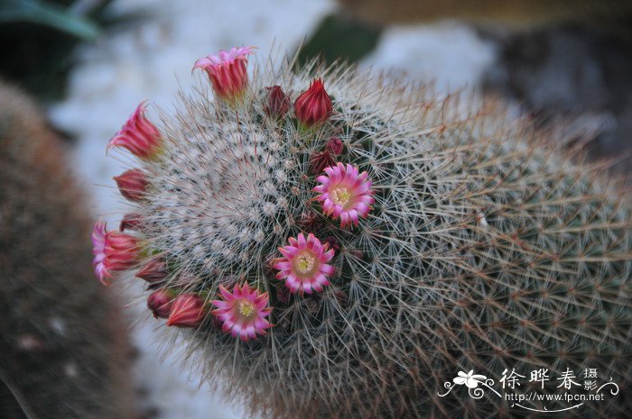 猩猩球Mammillaria spinosissima