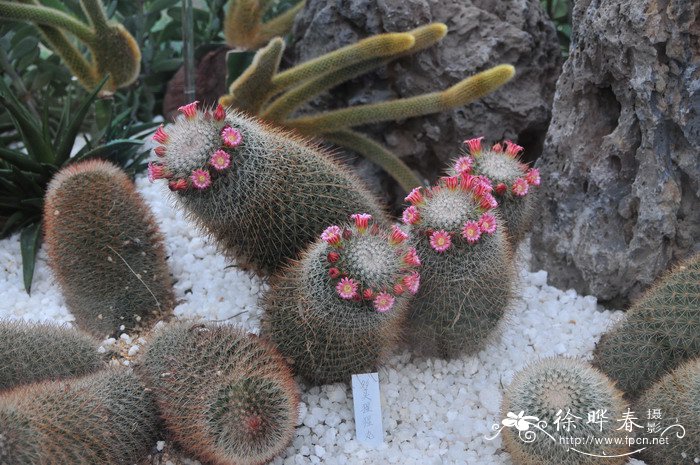 猩猩球Mammillaria spinosissima