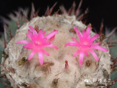 蓝云Melocactus azureus