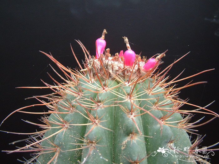 桃云Melocactus ernestii