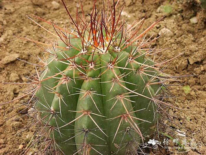 桃云Melocactus ernestii