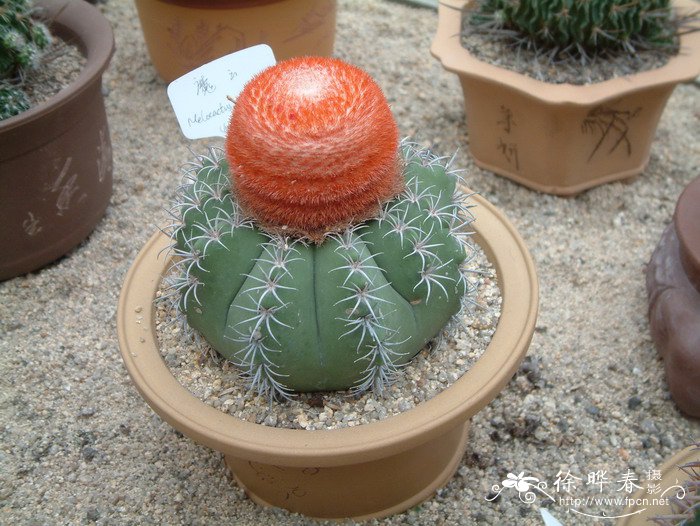 魔云Melocactus matanzanus