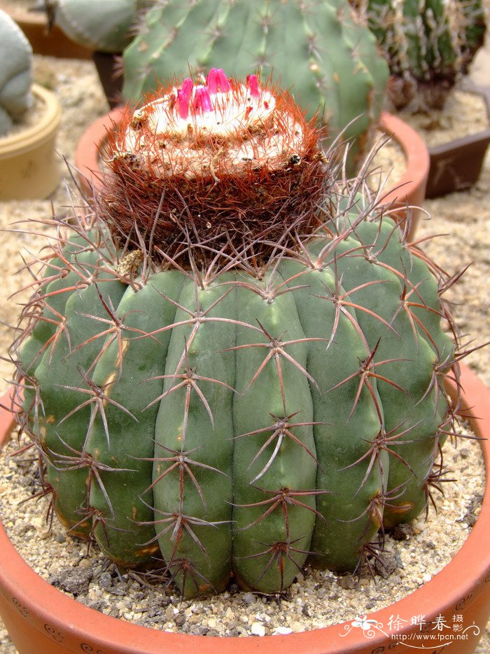 卷云Melocactus neryi