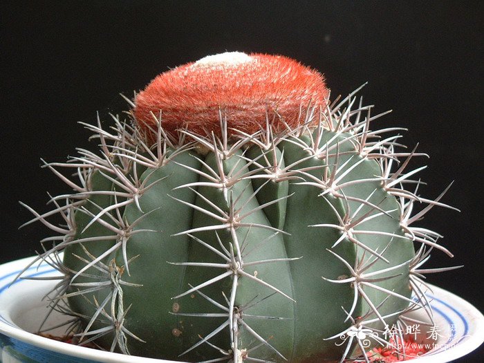 翠云Melocactus violaceus