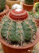 碧云Melocactus salvadorensis