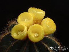 英冠玉Notocactus magnificus