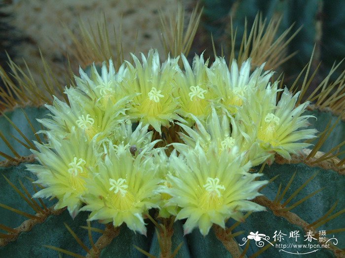 英冠玉Notocactus magnificus