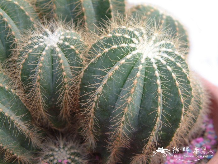 英冠玉Notocactus magnificus