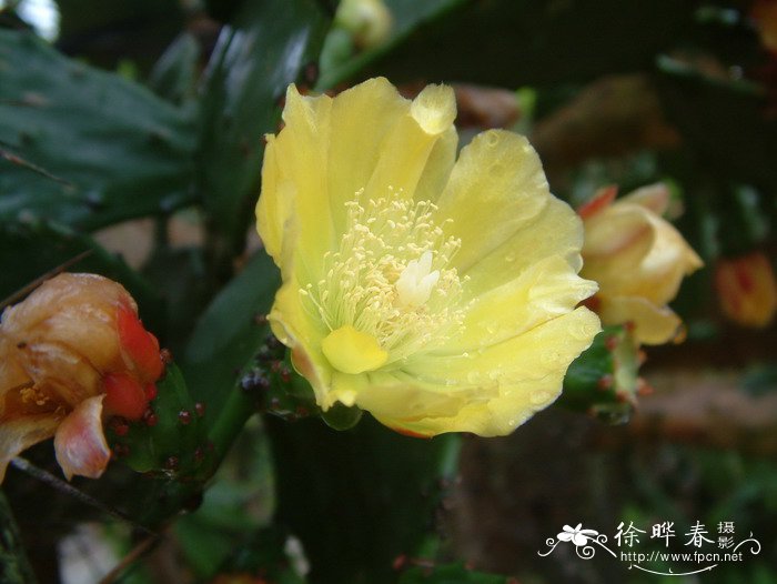 胭脂掌Opuntia cochinellifera