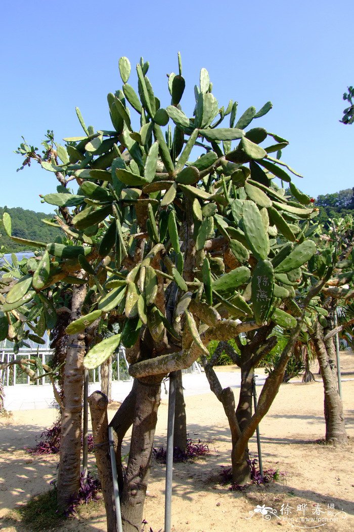 胭脂掌Opuntia cochinellifera