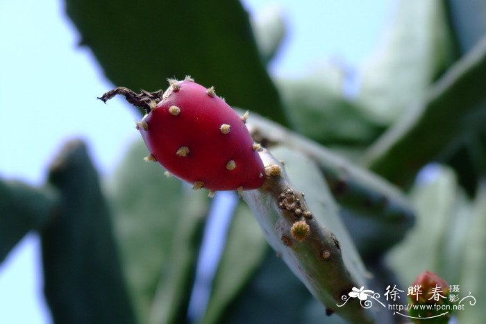 胭脂掌Opuntia cochinellifera