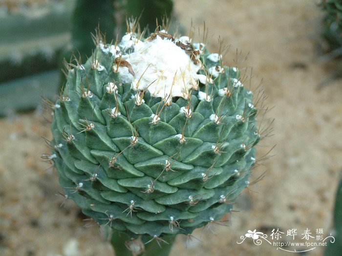 帝冠Obregonia denegrii