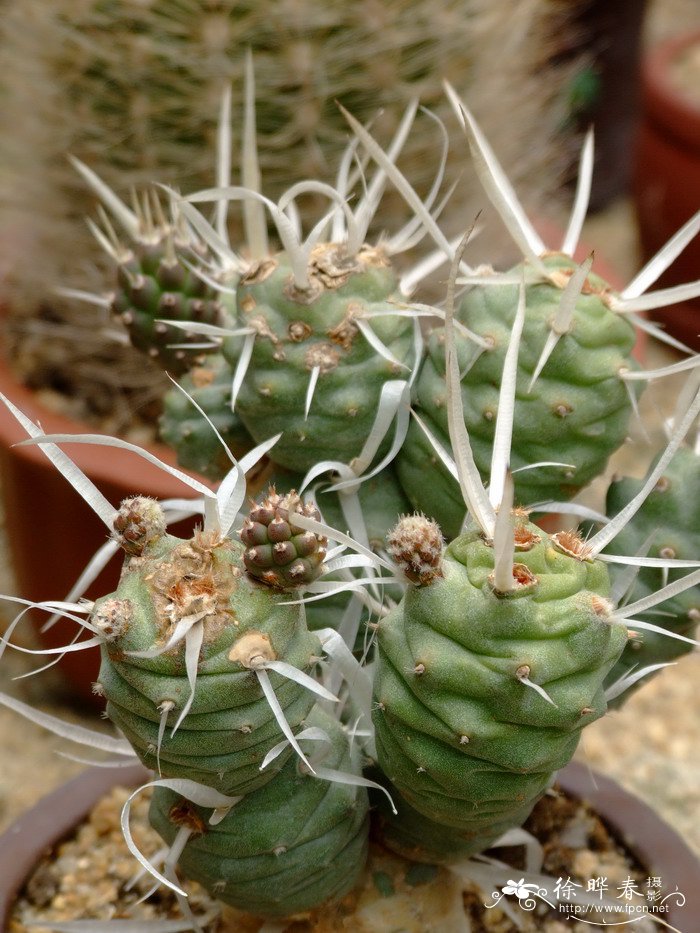 长刺武藏野Opuntia articulata var. diademata