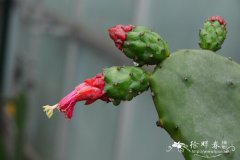 仙人掌Opuntia dillenii