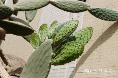 梨果仙人掌Opuntia ficus-indica