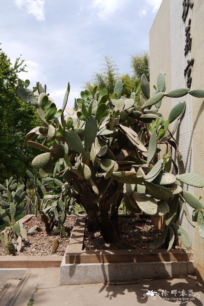 梨果仙人掌Opuntia ficus-indica