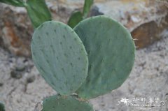 仙人镜Opuntia phaeacantha