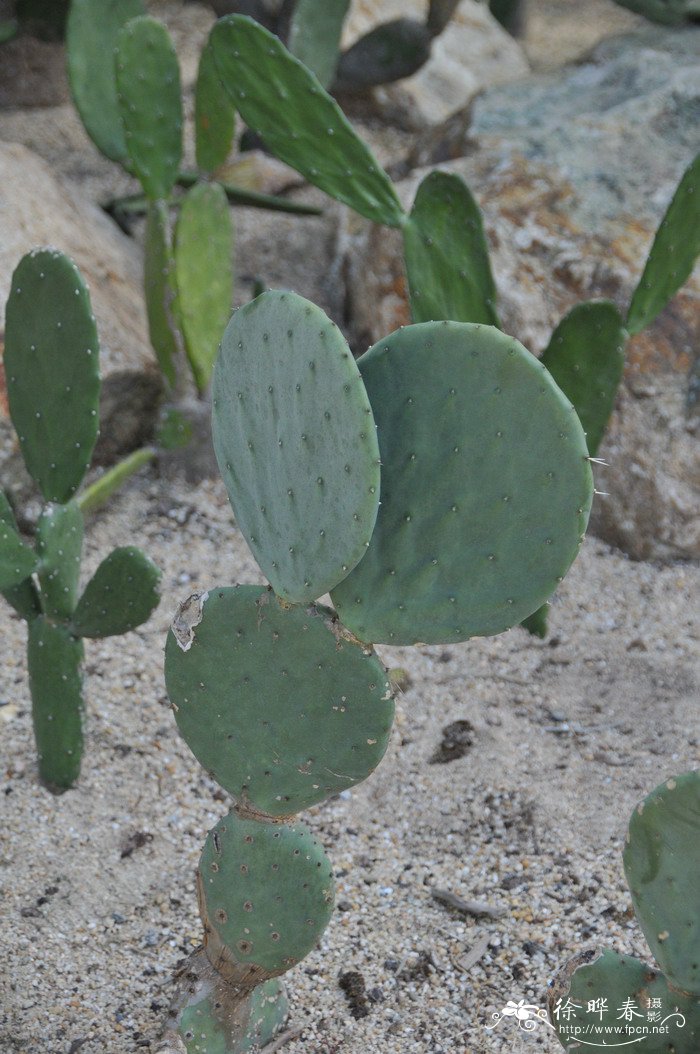 仙人镜Opuntia phaeacantha