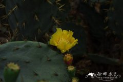 金武扇仙人掌Opuntia tuna