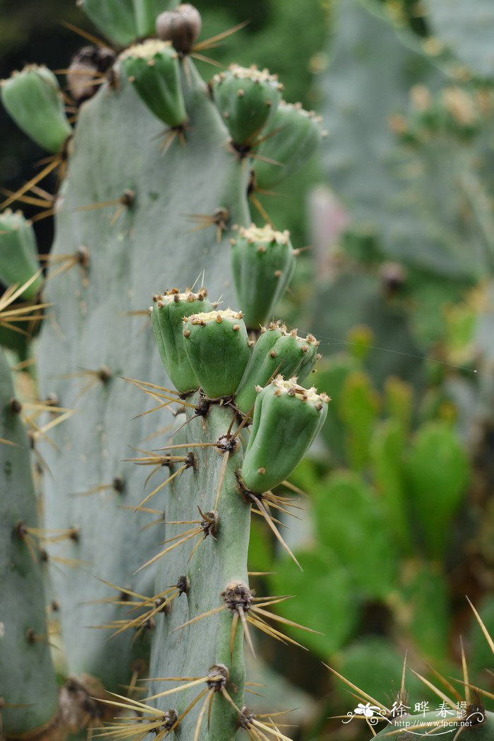 金武扇仙人掌Opuntia tuna