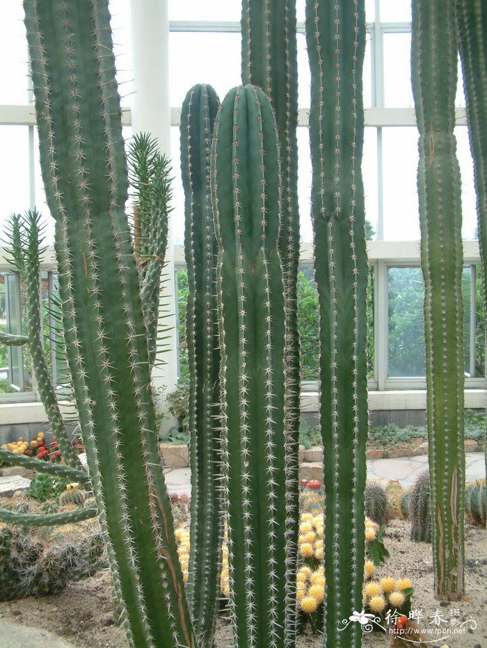 土人的栉柱Pachycereus pecten-aboriginum