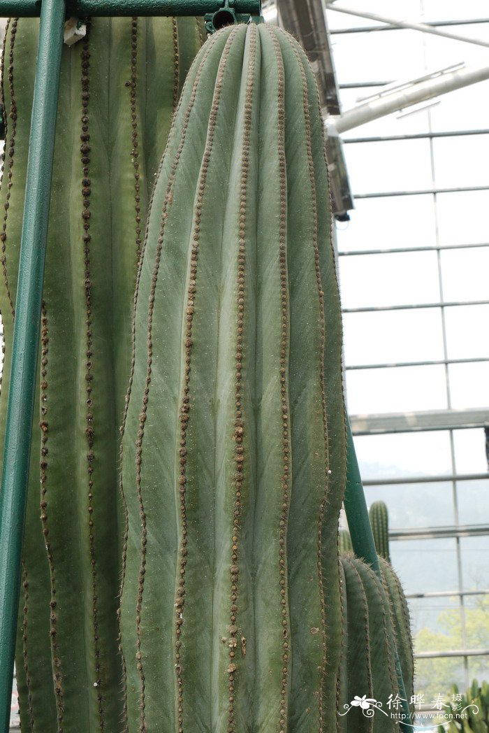 武伦柱Pachycereus pringlei