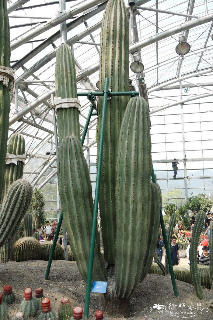 武伦柱Pachycereus pringlei