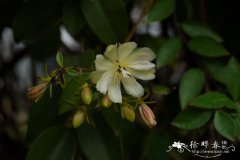 木麒麟Pereskia aculeata