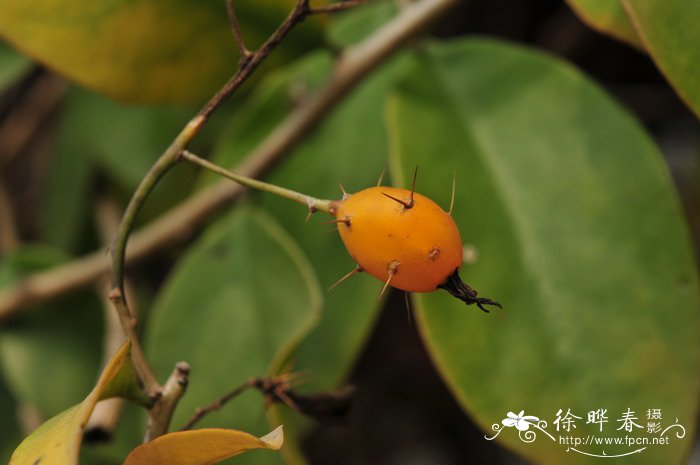 木麒麟Pereskia aculeata