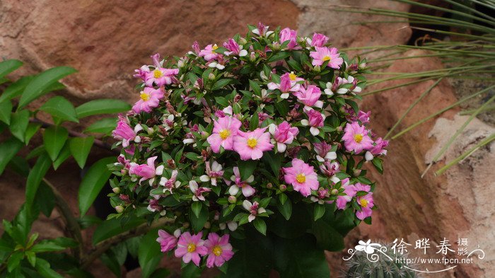 大花樱麒麟Pereskia grandifolia