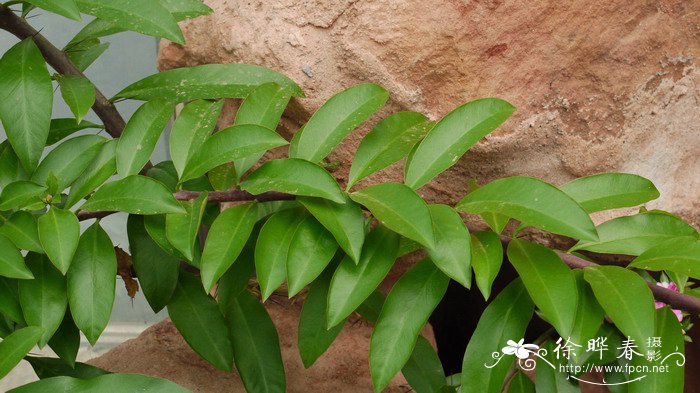 大花樱麒麟Pereskia grandifolia