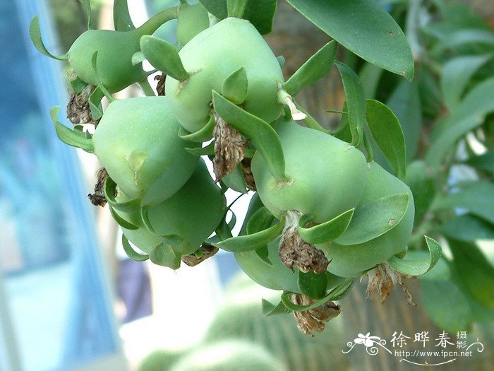 毛萼叶仙人掌Pereskia sacharosa