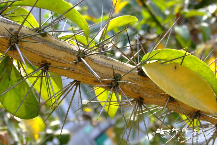 毛萼叶仙人掌Pereskia sacharosa